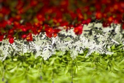 flowers-forming-hungarian-flag.jpg